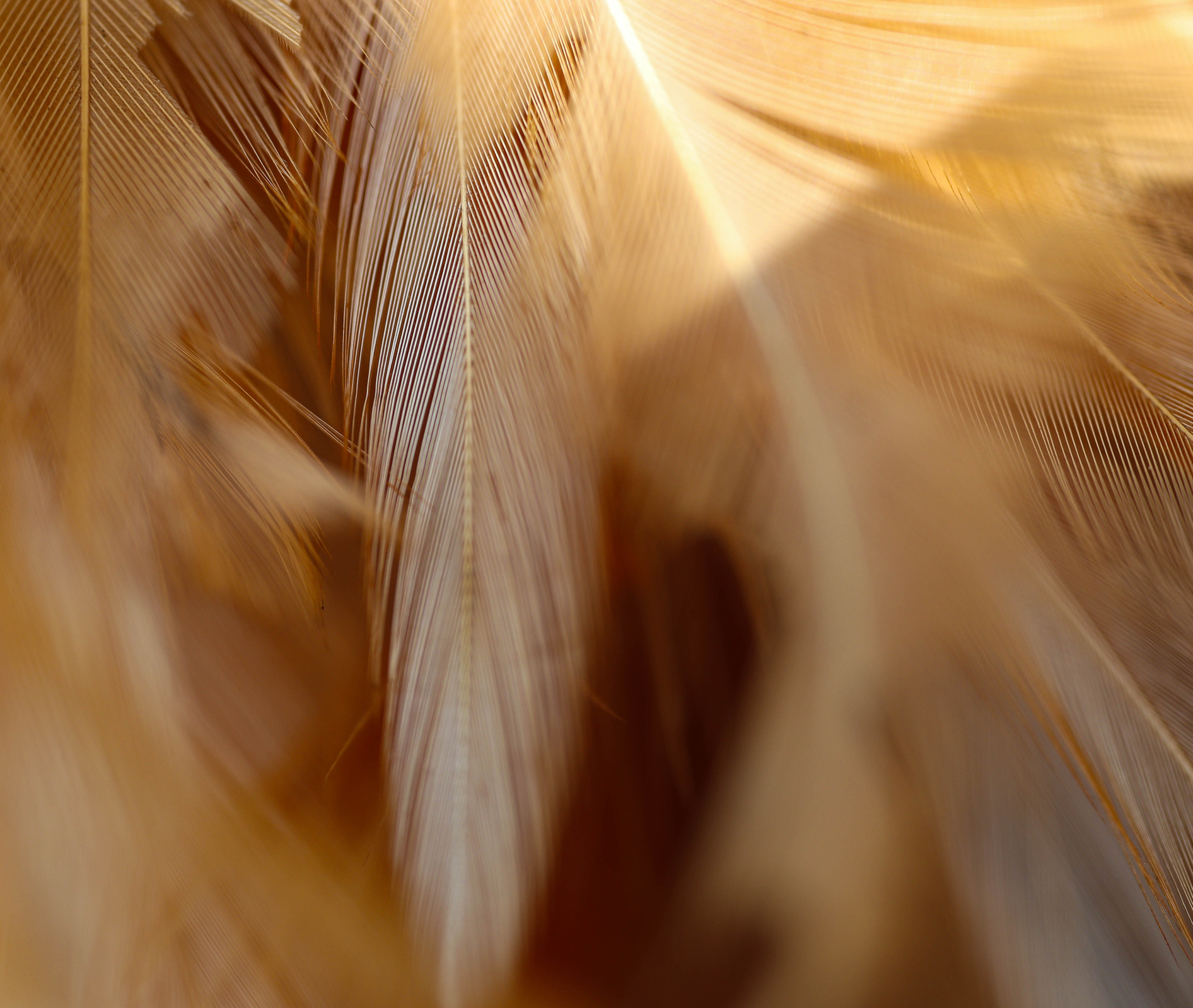 Tender white feathers heaped in sunlight